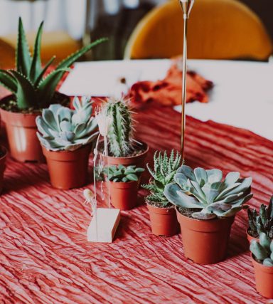 chemin de table en plantes grasses