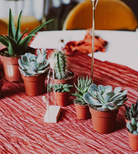 Plantes grasses en pots sur une nappe rouge, avec des succulentes variées.